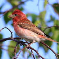 Purple Finch